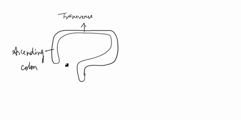 the-distal-portion-of-the-large-intestine-is-called-the-anal-canal-the-sigmoid-colon-the-transverse-colon-the-cecum-26214