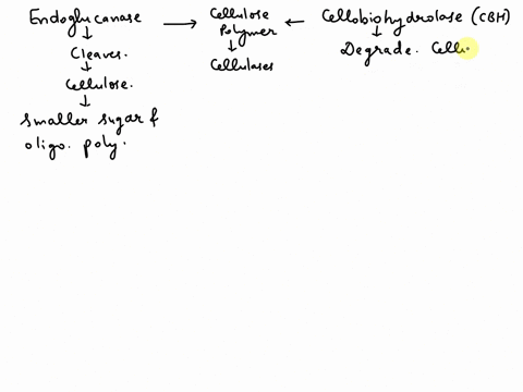 endoglucanases-and-cellobiohydrolases-have-the-sane-catalytic-center-but-have-variant-configuration-of-the-binding-site-identify-which-of-the-following-true-because-the-catalytic-site-e-iden-02954