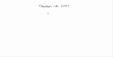 which-neuron-delivers-information-to-the-central-nervous-system-79241