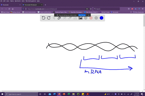 what-would-be-the-functional-effect-on-transcription-of-the-lac-operon-if-there-was-stop-mutation-change-to-a-stop-codon-at-the-beginning-of-the-lacl-gene-gene-that-codes-for-the-repressor-p-29222