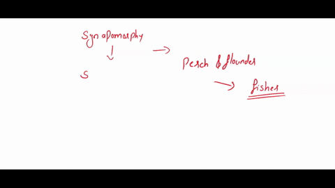 based-on-the-phylogeny-below-what-is-3-synapomorphy-of-the-monophyletic-clade-formed-by-perch-and-flounder-1-i-1-0-1-i-j6-i-1-1-s02-uv-ignt-ilght-amniotic-99-piny-rayad-hins-arnnbllc-499-joi-62462