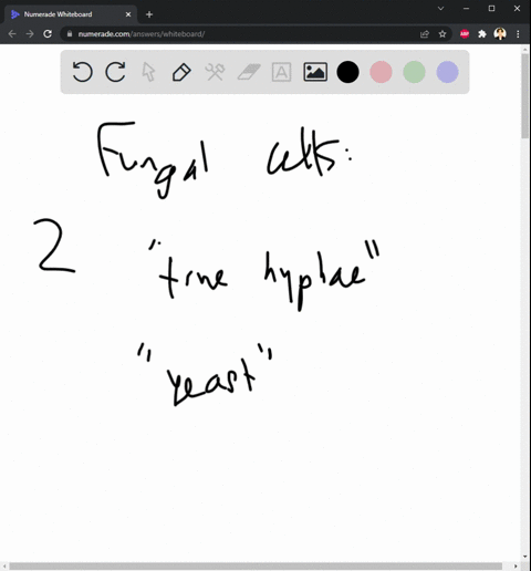 please-select-all-of-the-following-that-are-true-regarding-fungi-check-all-that-apply-fungi-can-be-found-in-two-cell-forms-hyphae-and-yeastsfungi-can-be-found-in-two-cell-forms-hyphae-and-ye-18608