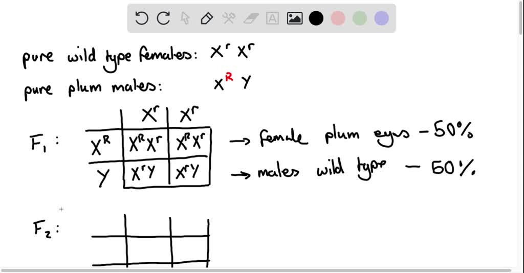 SOLVED: A student is working with the X-linked recessive plumb eye ...