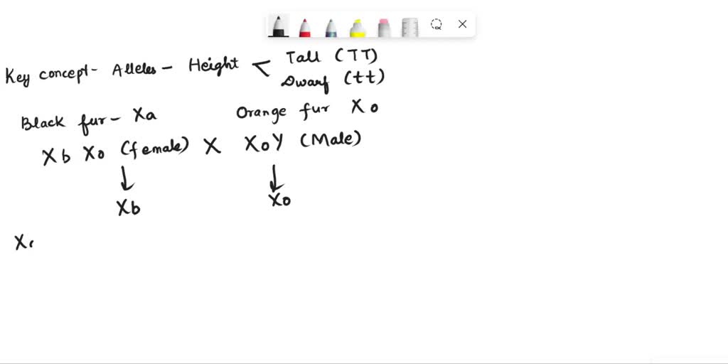 SOLVED Question 14 (2 points) In cats, black fur color is caused by an Xlinked allele; the