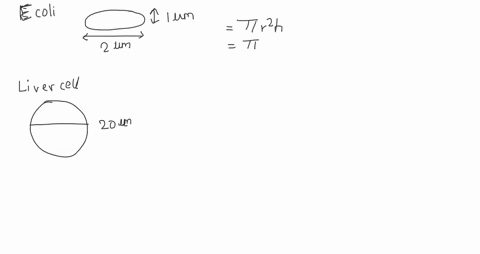 a-typical-bacterial-cell-escherichia-coli-is-cylindrical-in-shape-with-a-diameter-of-1-um-micrometers-and-a-length-of-2-um-typical-animal-cells-such-as-a-human-liver-cell-are-roughly-spheric-37488