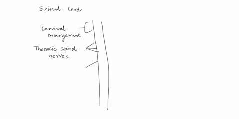 drag-each-label-to-the-appropriate-region-of-the-spinal-cord-5-drag-each-label-to-the-appropriate-region-of-the-spinal-cord-enlargemem-lumbar-spinal-nerves-ebook-sacral-spinalnerves-referenc-23068