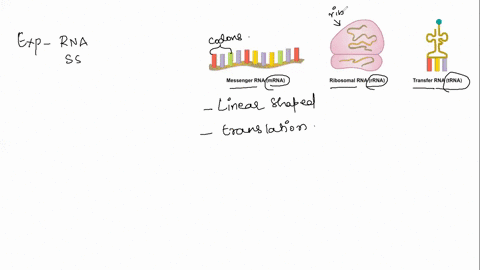 explain-the-relationship-between-rna-structure-and-function-34495