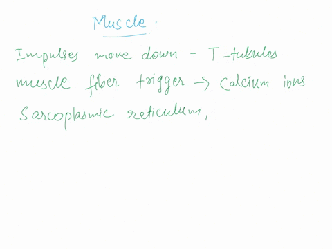 19-impulses-that-move-down-the-t-tubules-of-a-muscle-fiber-initially-cause-___-a-release-of-calcium-ions-from-the-sarcoplasmic-reticulum-b-movement-of-tropomyosin-c-attachment-of-cross-bridg-77158