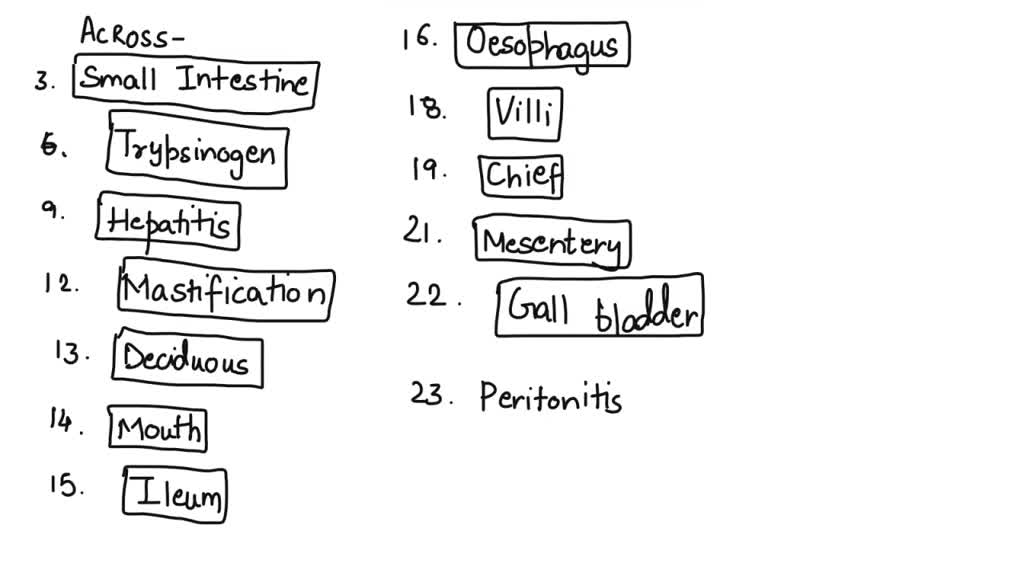 SOLVED L.O. 3.3. Identify the secretions of the digestive system and