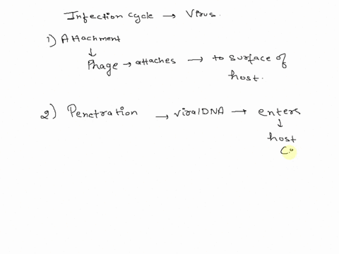 2-discuss-the-virus-infection-cycle-09206