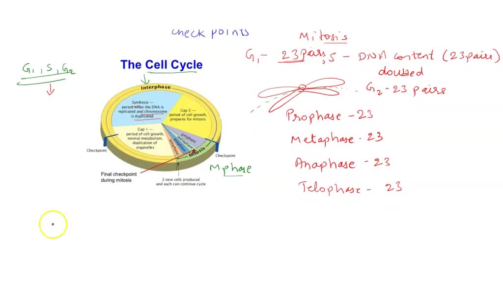 solved-draw-the-cell-cycle-diagram-basic-pie-chart-with-stages-of