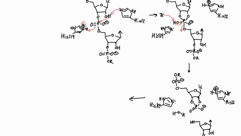part-3-ribonuclease-mechanism-6-pts-draw-the-curved-arrows-for-each-step-of-the-hydrolysis-of-the-rna-in-the-scheme-below-2-pts-draw-the-missing-intermediate-in-this-mechanism-his-12-8-2