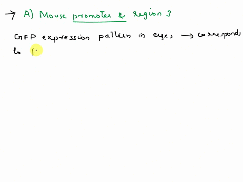 you-synthesized-an-enhancerless-gfp-reporter-gene-in-which-the-gfp-cdna-is-placed-downstream-of-a-promoter-that-functions-in-miceyou-have-fused-this-enhanceriess-gfp-reporter-to-fragments-of-06085