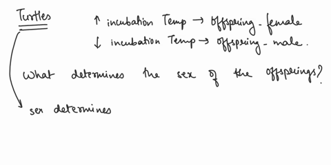 in-turtle-high-incubation-temperature-leads-to-the-development-of-female-offsprings-on-the-otherhand-high-incubation-temperature-leads-to-the-development-of-male-offspringswhat-determines-th-92062