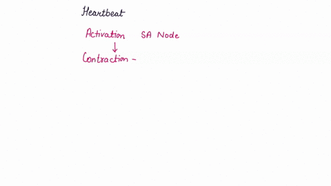 which-of-the-following-is-the-correct-order-of-events-in-the-control-of-the-heartbeat-1-activation-of-the-sa-node-2-contraction-of-the-atria-3-contraction-of-the-ventricles-4-activation-of-t-30902