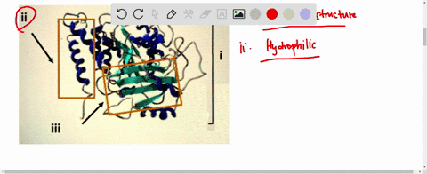 use-the-following-protein-diagram-complete-the-statements-below-wth-tne-conect-ord-each-word-can-be-used-only-once-ii-cnoose-beta-sheets-alpha-helix-primary-structure-hycrophilic-in-toe-prot-26392