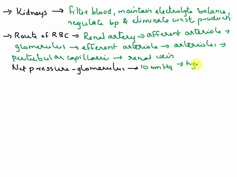 please-describe-the-function-of-the-kidneys-as-discussed-in-our-class-lecture-describe-the-route-red-blood-cell-would-take-if-entering-through-the-renal-artery-and-exiting-through-the-renal-13058