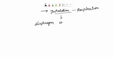 a-what-happens-to-the-volume-of-the-thoracic-cavity-when-the-diaphragm-contractsflattens-1-point-b-how-does-this-volume-change-affect-the-pressure-in-the-thoracic-cavity-and-the-flow-of-air-92283