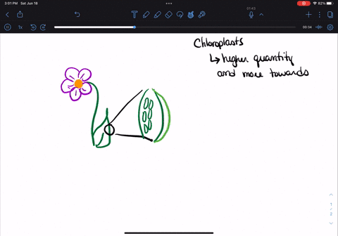 which-type-of-cells-in-a-plant-normally-have-the-most-chloroplasts-0-stem-cells-leaf-cells-root-cells-petal-cells-36105