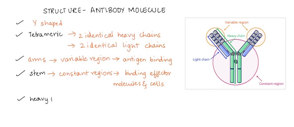 SOLVED: How many and what types of polypeptides make up an antibody molecule? a. One heavy chain and one light polypeptide chain b. Two heavy polypeptide chains and one light polypeptide
