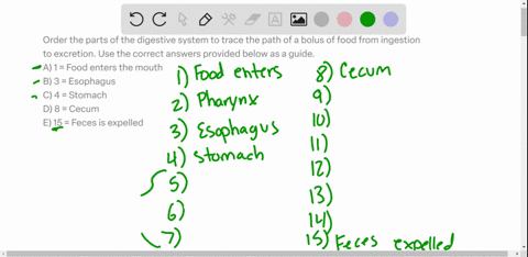 order-the-parts-of-the-digestive-system-to-trace-the-path-of-a-bolus-of-food-from-ingestion-to-excretion-use-the-correct-answers-provided-below-as-a-guide-a-1-food-enters-the-mouth-b-3-esoph-47972