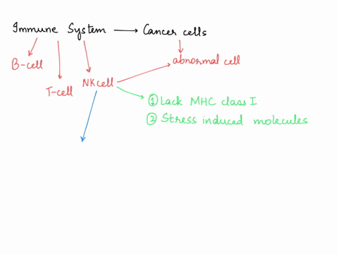 how-does-the-immune-system-respond-to-cancer-cells-please-explain-in-detail-please-type-your-answer-thank-you-so-much-39495