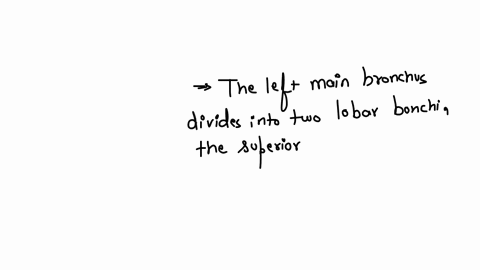 regarding-the-anatomy-of-bronchi-all-are-correct-except-a-the-left-main-bronchus-is-about-5-mathrmcm-in-its-length-b-the-right-main-bronchus-is-more-vertical-and-wider-than-the-left-one-c-the-end-of-b