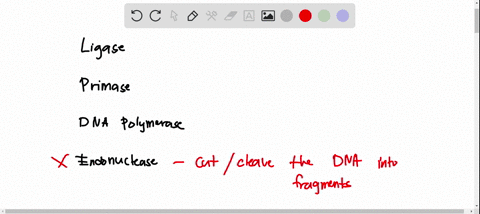 which-of-the-following-enzyme-is-used-to-join-bits-of-dna-ligase-primase-dna-polymerase-endonuclease-82524