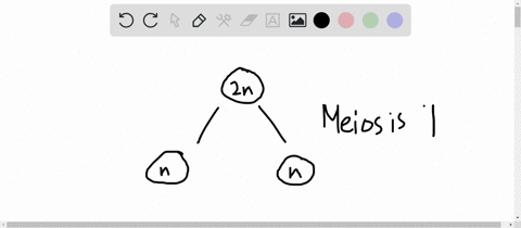 how-many-and-what-type-of-daughter-cells-does-meiosis-produce-2