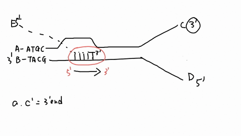 the-diagram-below-shows-a-section-of-double-stranded-dna-undergoing-both-transcription-and-replication-rna-polymerase-gray-oval-is-bound-to-the-transcriptional-template-strand-and-moving-fro-59443