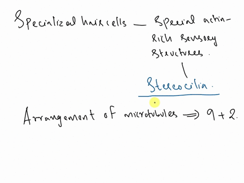 spectalized-har-cells-that-contain-special-actin-rich-sensory-structures-called-the-nose-these-cilia-have-uanpement-of-microtubule-connecting-clia-92-b-primary-cilia-90-c-stereocilia-92-d-un-84276