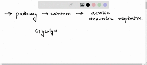 which-pathway-is-common-to-both-aerobic-and-anaerobic-respiration-33707