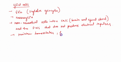 a-cell-in-the-human-nervous-system-whose-primary-function-is-to-help-form-myelin-and-the-blood-brain-barrier-respond-to-injury-remove-debris-and-enhance-learning-and-memory-is-called-ano-___-06083