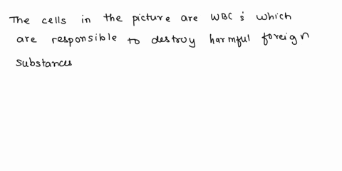 which-of-the-following-would-result-ifthe-cells-below-were-functioning-properly-select-one-blood-clotting-would-oecur-b-less-oxygen-would-be-carried-in-the-blood-disease-causing-bacteria-cou-61195