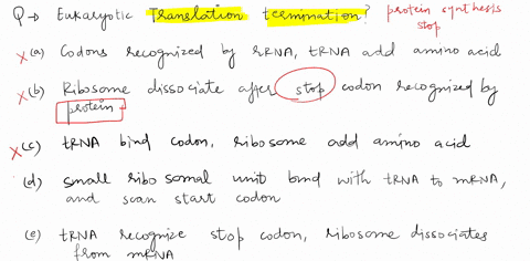 which-of-the-following-events-occur-during-eukaryotic-translation-termination-codons-in-the-mrna-are-recognized-by-rrnas-and-trnas-add-the-amino-acid-to-the-polypeptide-chain-the-ribosome-di-97513