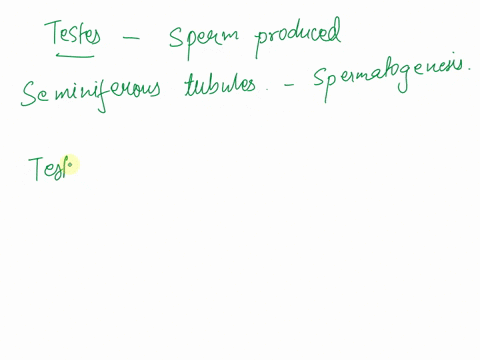 where-are-sperm-produced-in-the-testes-what-is-the-process-called-where-is-testosterone-produced-i-2-26523