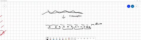 the-start-codon-refers-to-where-_______-a-transcription-begins-b-the-beginning-of-the-protein-is-being-encoded-c-replication-begins-d-telomeres-begin-which-strand-of-dna-undergoes-complement-39224