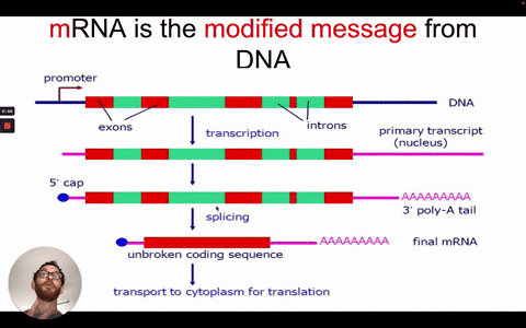 originally-the-number-of-protein-coding-genes-in-humans-was-thought-to-be-very-high-this-high-estimate-was-based-partially-on-the-number-of-different-known-proteins-made-by-humans-explain-ho-10095