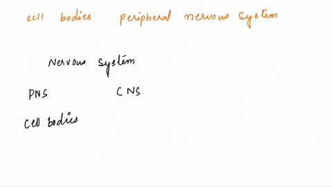 cell-bodies-within-the-peripheral-nervous-system-exist-within-neuroplexus-white-matter-ganglia-nuclei-grey-matter-40977