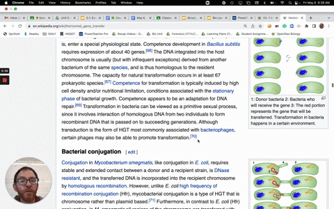 compare-and-contrast-the-lvtic-and-lysogenic-replication-strategies-of-bacteriophages-include-your-discussion-1-host-type-2-the-steps-of-each-cycle-and-how-disease-caused-the-lytic-replicati-93643