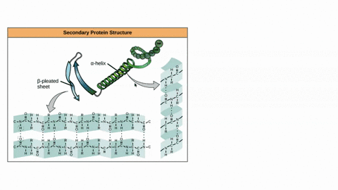 question-19-which-of-the-forces-below-are-responsible-for-the-secondary-structure-of-peptides-ionic-bonding-disulfide-bonds-hydrogen-bonding-salt-bridges-covalent-bonds-42892