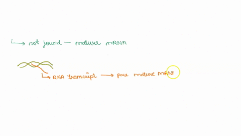 which-of-the-following-is-not-found-on-a-mature-eukaryotic-mrna-molecule-choose-all-that-apply-promoter-exons-introns-start-codon-stop-codon-53329