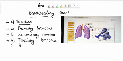 drag-the-labels-onto-the-diagram-to-identify-the-structures-of-the-lower-respiratory-tract-reset-help-alveolar-ducl-segmental-tertiary-bronchus-respiratory-bronchioles-alveoli-lobarsecondary-08874