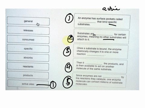 complete-each-statement-by-dragging-the-proper-word-into-the-appropriate-blank-an-enzyme-has-surface-pockets-called-that-bind-specific-substrates-general-releases-substrates-are-for-certain-06404