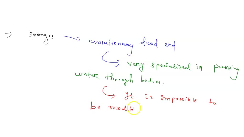SOLVED 2. Briefly, describe why sponges are considered the most primitive of the multicellular