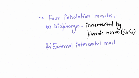 name-four-inhalation-muscles-their-functions-and-their-nervous-innervations
