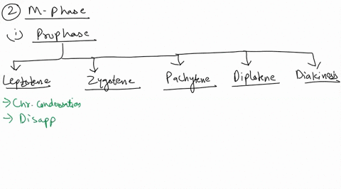 problem-3-the-diagram-represents-division-of-secondary-oocyte-in-an-animal-species-6-particular-case-eachlevery-pair-of-meiosis-il-in-a-female-assume-that-in-this-during-meiosis-with-no-mult-95175