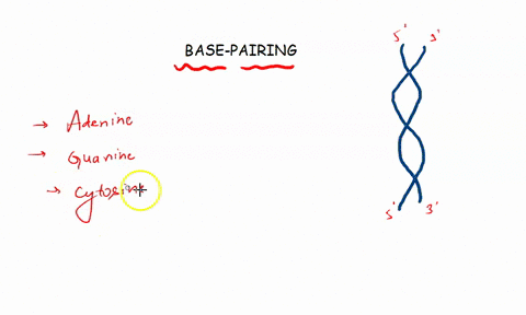 each-adenine-thymine-base-pair-has-________-hydrogen-bonds-while-each-guanine-cytosine-base-pair-has-________-hydrogen-bonds-two-one-two-three-four-three-three-two-41342