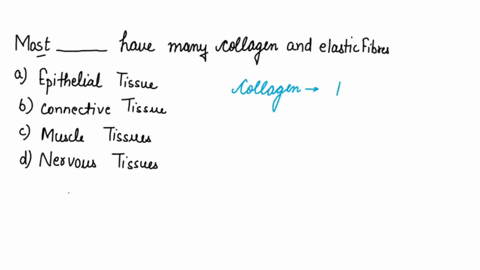 most-________-have-many-collagen-and-elastin-fibers-a-epithelial-tissues-b-connective-tissues-c-musc-97077