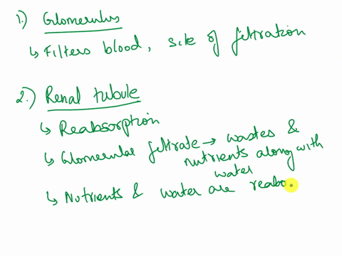 what-are-the-parts-of-the-nephron-and-how-or-what-do-they-do-in-the-processes-of-filtration-reabsorption-and-secretion-96557